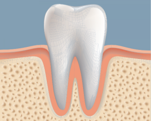 'tooth with surrounding bone'